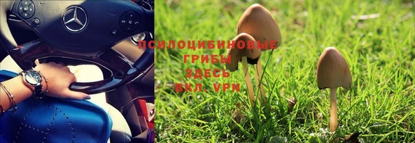 PSILOCYBIN Зерноград